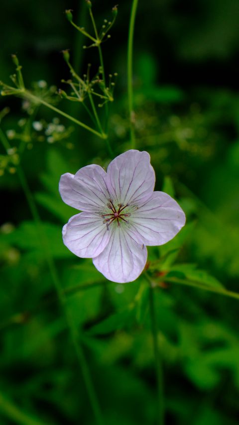 Download wallpaper 2160x3840 flower, macro, plant, purple, wild samsung galaxy s4, s5, note, sony xperia z, z1, z2, z3, htc one, lenovo vibe hd background