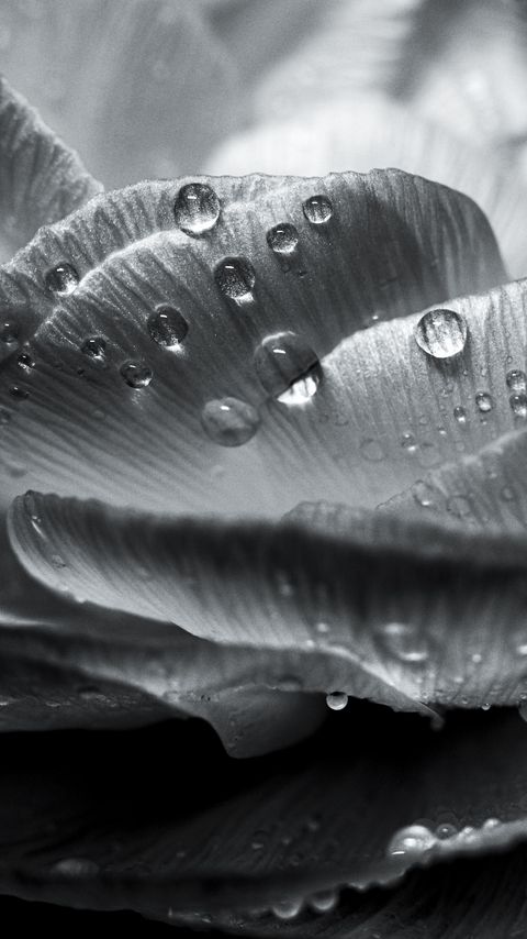 Download wallpaper 2160x3840 flower, petals, drops, wet, macro, black and white samsung galaxy s4, s5, note, sony xperia z, z1, z2, z3, htc one, lenovo vibe hd background