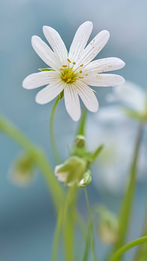 Download wallpaper 2160x3840 flower, petals, plant, blur, macro samsung galaxy s4, s5, note, sony xperia z, z1, z2, z3, htc one, lenovo vibe hd background