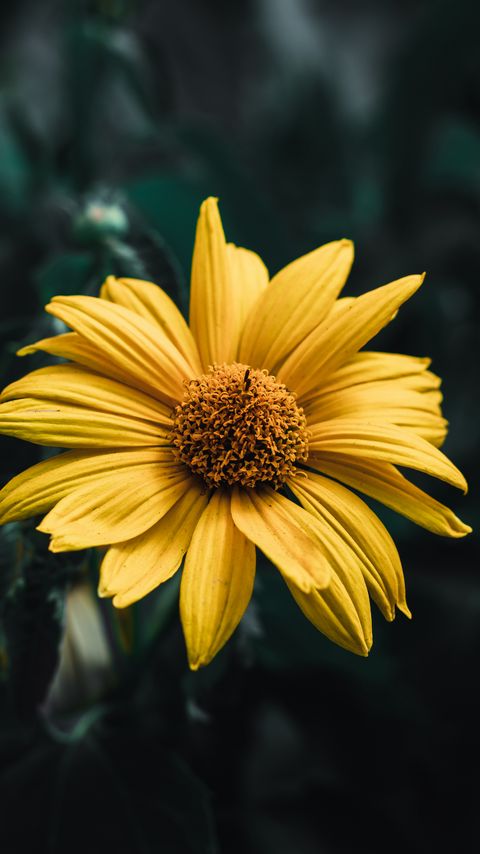 Download wallpaper 2160x3840 flower, plant, petals, macro, yellow samsung galaxy s4, s5, note, sony xperia z, z1, z2, z3, htc one, lenovo vibe hd background