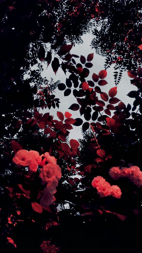 Download wallpaper 2160x3840 flowers, branches, plants, bloom samsung galaxy s4, s5, note, sony xperia z, z1, z2, z3, htc one, lenovo vibe hd background