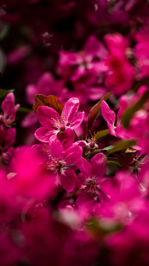 Download wallpaper 2160x3840 flowers, petals, pink, macro samsung galaxy s4, s5, note, sony xperia z, z1, z2, z3, htc one, lenovo vibe hd background