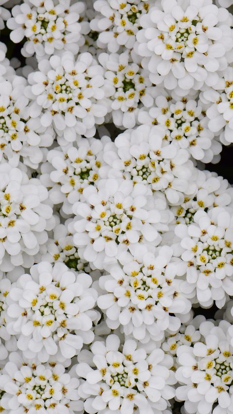 Download wallpaper 2160x3840 flowers, petals, white, macro samsung galaxy s4, s5, note, sony xperia z, z1, z2, z3, htc one, lenovo vibe hd background