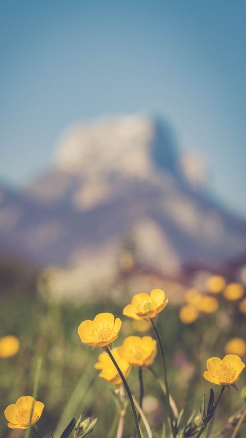 Download wallpaper 2160x3840 flowers, plant, yellow, mountains, blur, macro samsung galaxy s4, s5, note, sony xperia z, z1, z2, z3, htc one, lenovo vibe hd background