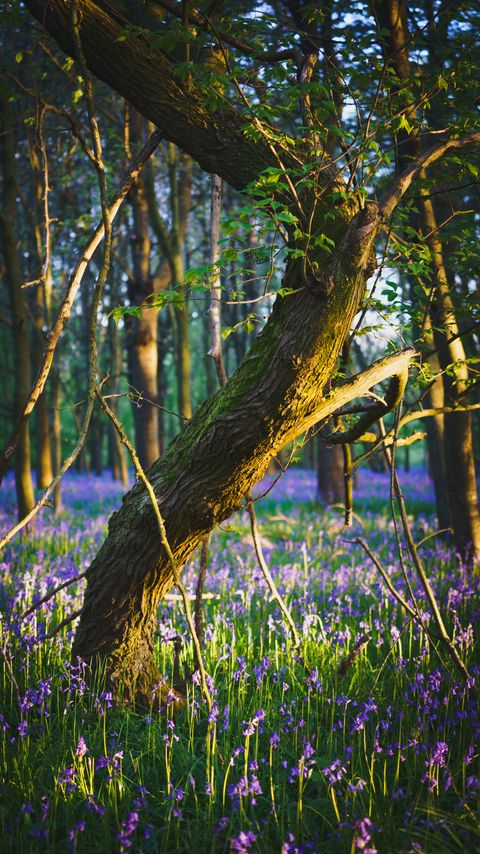 Download wallpaper 2160x3840 forest, trees, flowers, purple, landscape samsung galaxy s4, s5, note, sony xperia z, z1, z2, z3, htc one, lenovo vibe hd background