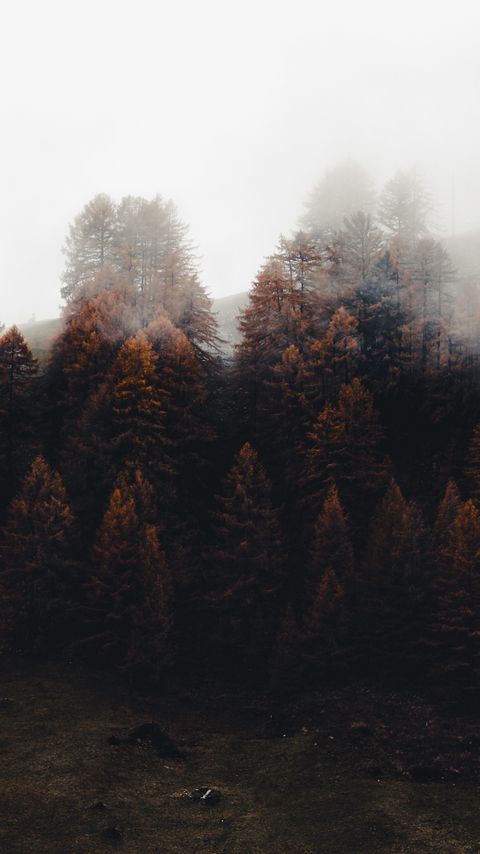 Download wallpaper 2160x3840 forest, trees, fog, autumn, nature samsung galaxy s4, s5, note, sony xperia z, z1, z2, z3, htc one, lenovo vibe hd background