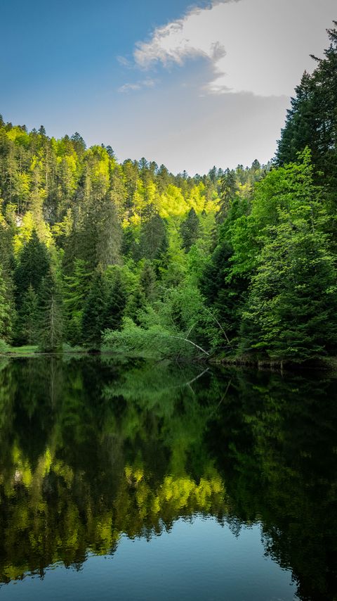 Download wallpaper 2160x3840 forest, trees, lake, reflection, landscape samsung galaxy s4, s5, note, sony xperia z, z1, z2, z3, htc one, lenovo vibe hd background