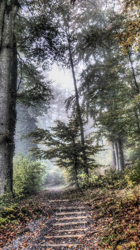 Download wallpaper 2160x3840 forest, trees, leaves, fog, nature, landscape samsung galaxy s4, s5, note, sony xperia z, z1, z2, z3, htc one, lenovo vibe hd background