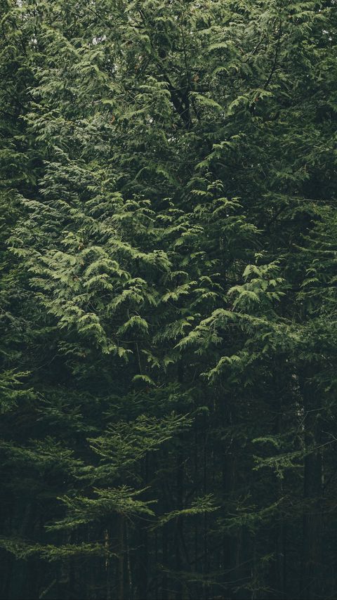 Download wallpaper 2160x3840 forest, trees, nature, green samsung galaxy s4, s5, note, sony xperia z, z1, z2, z3, htc one, lenovo vibe hd background