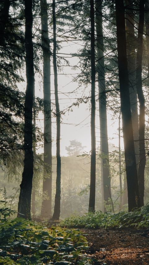 Download wallpaper 2160x3840 forest, trees, path, fog, landscape, nature samsung galaxy s4, s5, note, sony xperia z, z1, z2, z3, htc one, lenovo vibe hd background