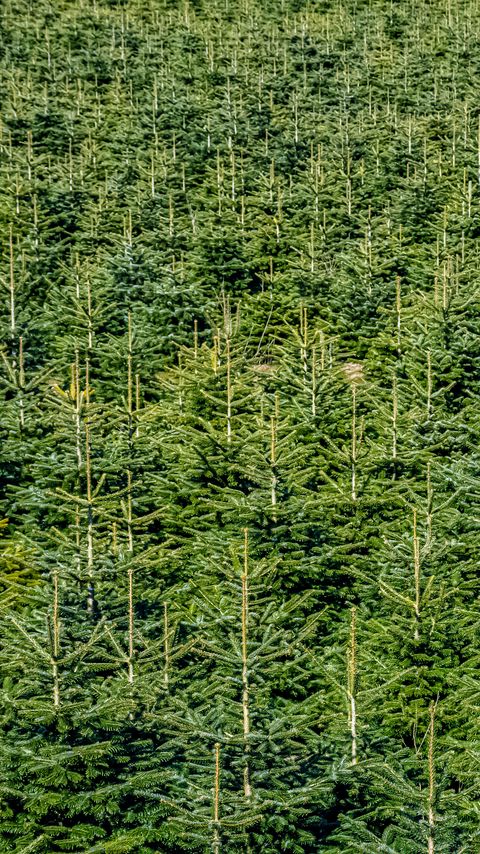 Download wallpaper 2160x3840 forest, trees, pines, green, aerial view samsung galaxy s4, s5, note, sony xperia z, z1, z2, z3, htc one, lenovo vibe hd background