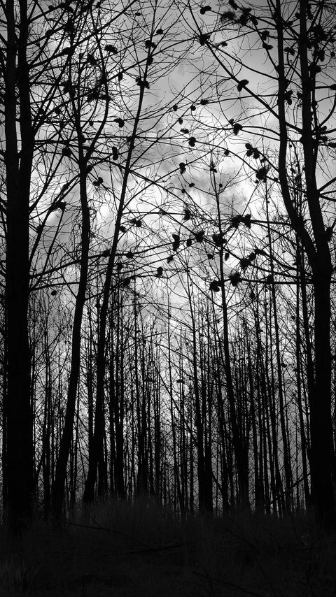 Download wallpaper 2160x3840 forest, trees, silhouettes, black and white, black samsung galaxy s4, s5, note, sony xperia z, z1, z2, z3, htc one, lenovo vibe hd background