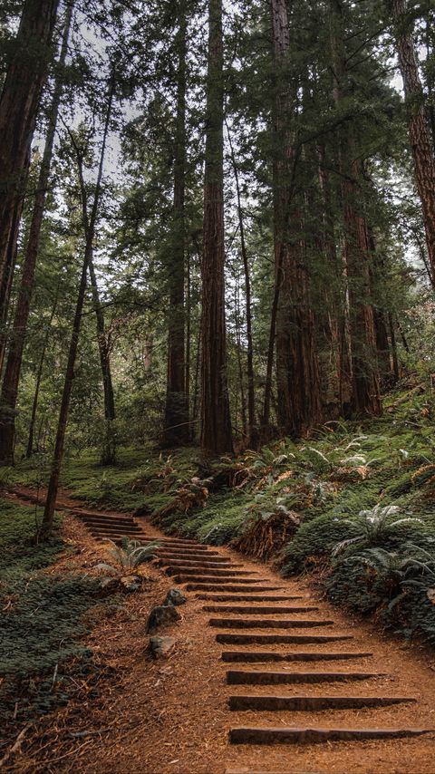 Download wallpaper 2160x3840 forest, trees, stairs, climb, nature samsung galaxy s4, s5, note, sony xperia z, z1, z2, z3, htc one, lenovo vibe hd background