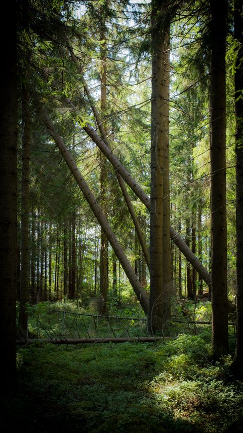 Download wallpaper 2160x3840 forest, trees, sun, light, nature samsung galaxy s4, s5, note, sony xperia z, z1, z2, z3, htc one, lenovo vibe hd background