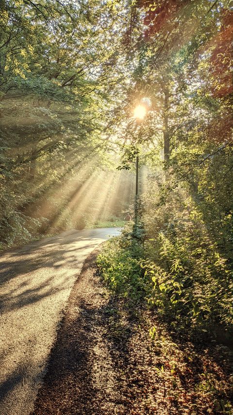 Download wallpaper 2160x3840 forest, trees, sun, rays, path, nature samsung galaxy s4, s5, note, sony xperia z, z1, z2, z3, htc one, lenovo vibe hd background