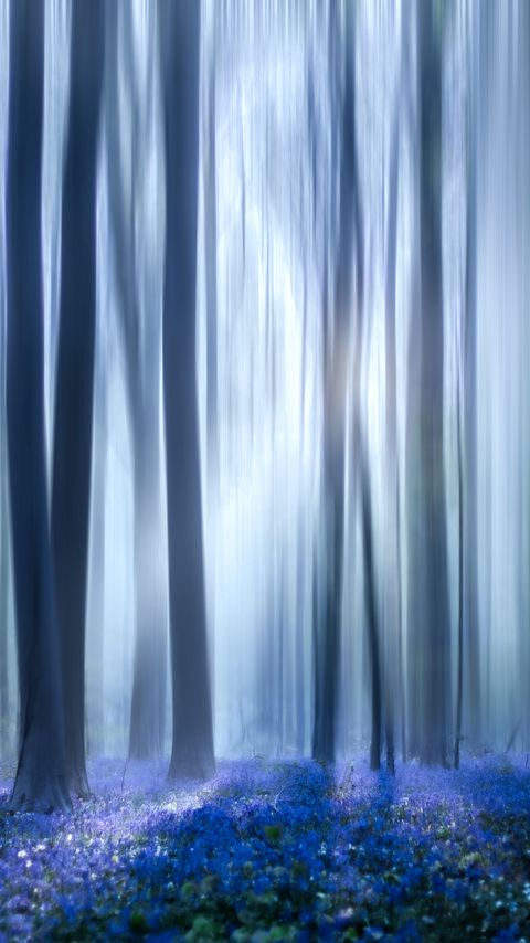 Download wallpaper 2160x3840 forest, trees, wild flowers, fog, blur, illusion samsung galaxy s4, s5, note, sony xperia z, z1, z2, z3, htc one, lenovo vibe hd background