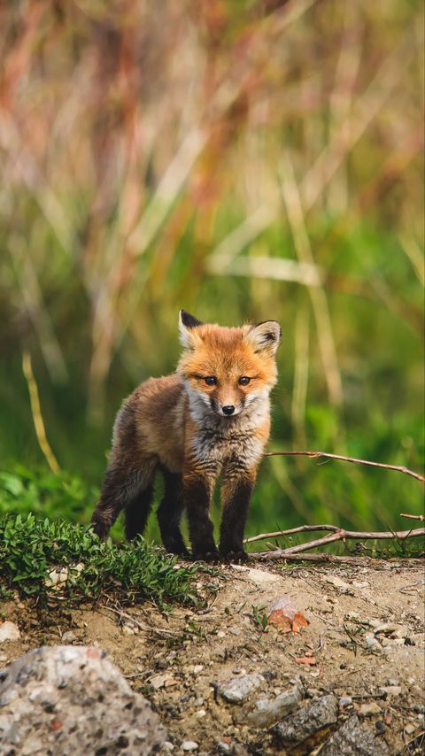 Download wallpaper 2160x3840 fox cub, fox, animal, cute, wildlife samsung galaxy s4, s5, note, sony xperia z, z1, z2, z3, htc one, lenovo vibe hd background