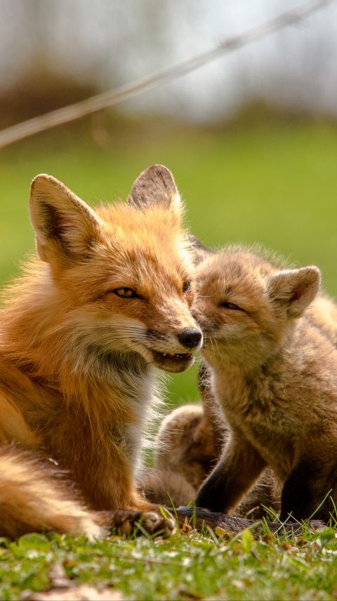 Download wallpaper 2160x3840 fox, cubs, mom, family, cute, wildlife samsung galaxy s4, s5, note, sony xperia z, z1, z2, z3, htc one, lenovo vibe hd background