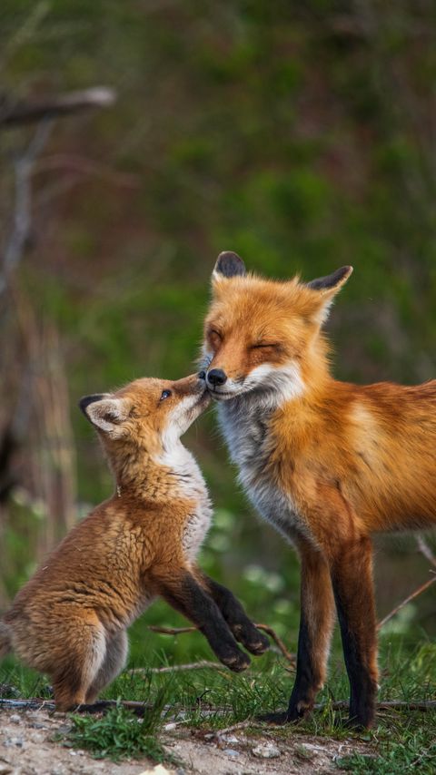 Download wallpaper 2160x3840 fox, fox cub, family, animals, wildlife samsung galaxy s4, s5, note, sony xperia z, z1, z2, z3, htc one, lenovo vibe hd background