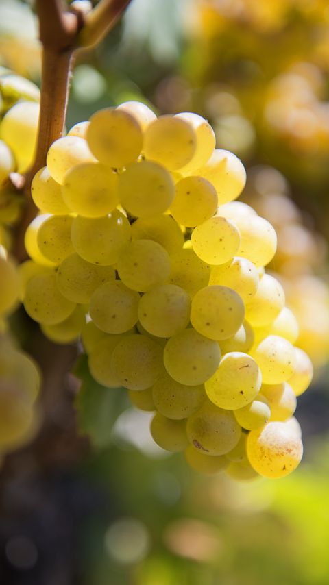 Download wallpaper 2160x3840 grapes, berries, bunch, fruit, macro samsung galaxy s4, s5, note, sony xperia z, z1, z2, z3, htc one, lenovo vibe hd background