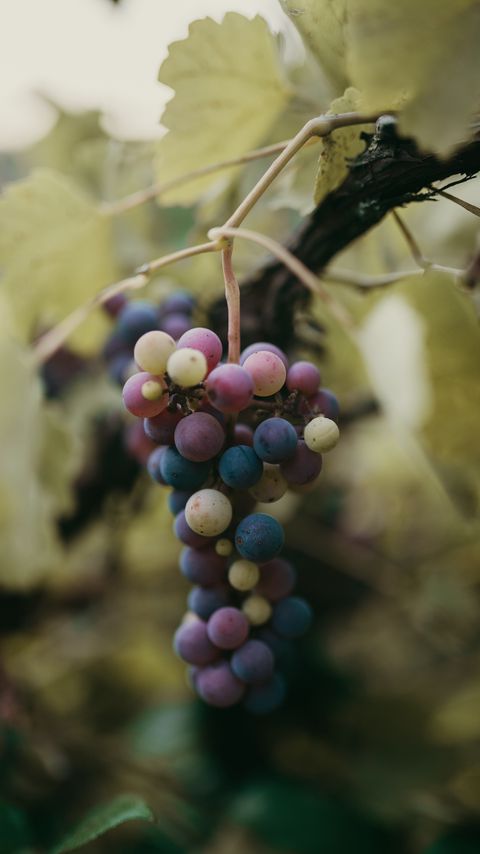 Download wallpaper 2160x3840 grapes, bunch, berries, branch, macro samsung galaxy s4, s5, note, sony xperia z, z1, z2, z3, htc one, lenovo vibe hd background