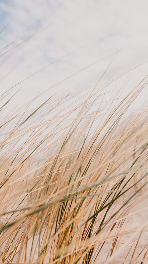 Download wallpaper 2160x3840 grass, field, desert, macro samsung galaxy s4, s5, note, sony xperia z, z1, z2, z3, htc one, lenovo vibe hd background