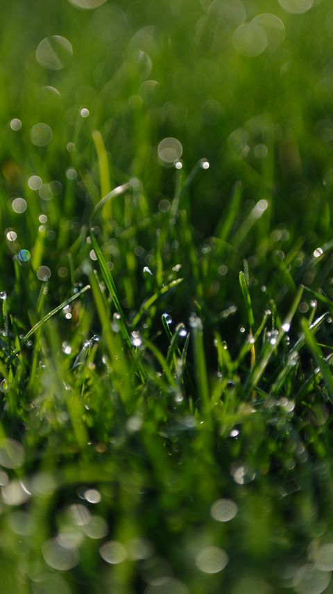 Download wallpaper 2160x3840 grass, greens, dew, drops, macro, green samsung galaxy s4, s5, note, sony xperia z, z1, z2, z3, htc one, lenovo vibe hd background