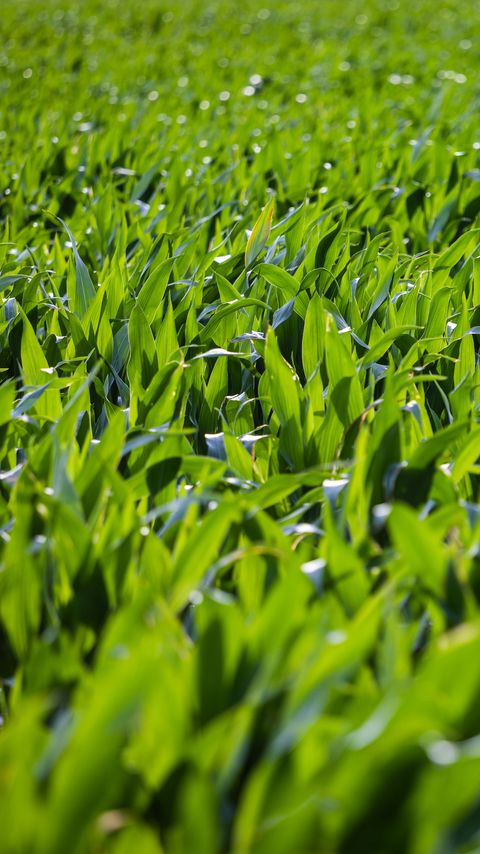 Download wallpaper 2160x3840 grass, leaves, greenery, macro samsung galaxy s4, s5, note, sony xperia z, z1, z2, z3, htc one, lenovo vibe hd background