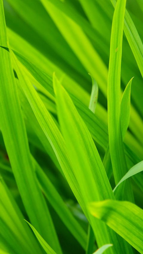 Download wallpaper 2160x3840 grass, leaves, macro, green samsung galaxy s4, s5, note, sony xperia z, z1, z2, z3, htc one, lenovo vibe hd background