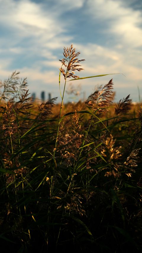 Download wallpaper 2160x3840 grass, plants, field, macro samsung galaxy s4, s5, note, sony xperia z, z1, z2, z3, htc one, lenovo vibe hd background