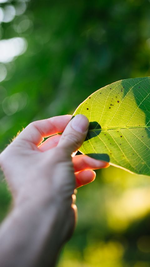 Download wallpaper 2160x3840 hand, leaf, light, macro samsung galaxy s4, s5, note, sony xperia z, z1, z2, z3, htc one, lenovo vibe hd background