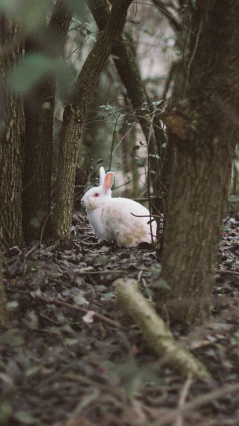 Download wallpaper 2160x3840 hare, animal, forest, trees, wildlife samsung galaxy s4, s5, note, sony xperia z, z1, z2, z3, htc one, lenovo vibe hd background