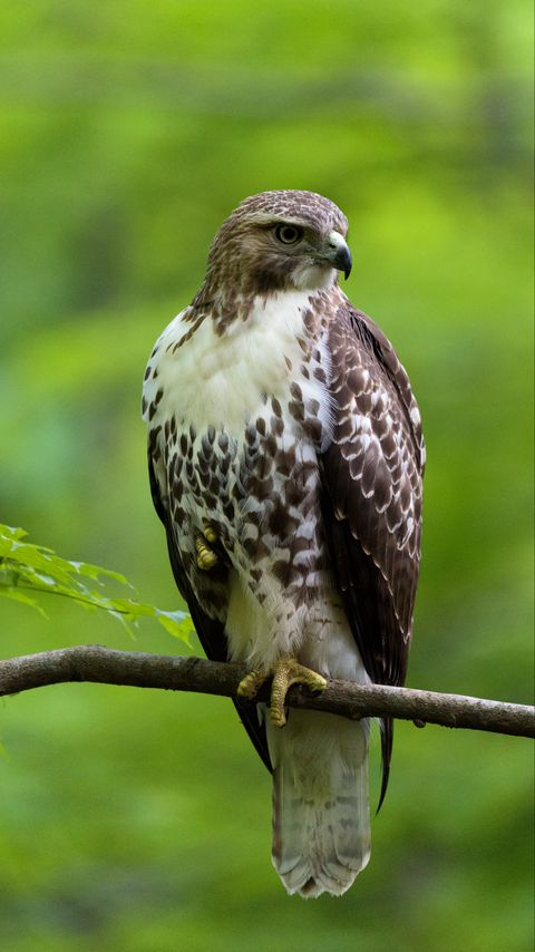 Download wallpaper 2160x3840 hawk, bird, feathers, watching, branch, wildlife samsung galaxy s4, s5, note, sony xperia z, z1, z2, z3, htc one, lenovo vibe hd background