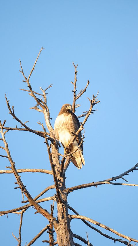 Download wallpaper 2160x3840 hawk, bird, tree, branches, watching, wildlife samsung galaxy s4, s5, note, sony xperia z, z1, z2, z3, htc one, lenovo vibe hd background