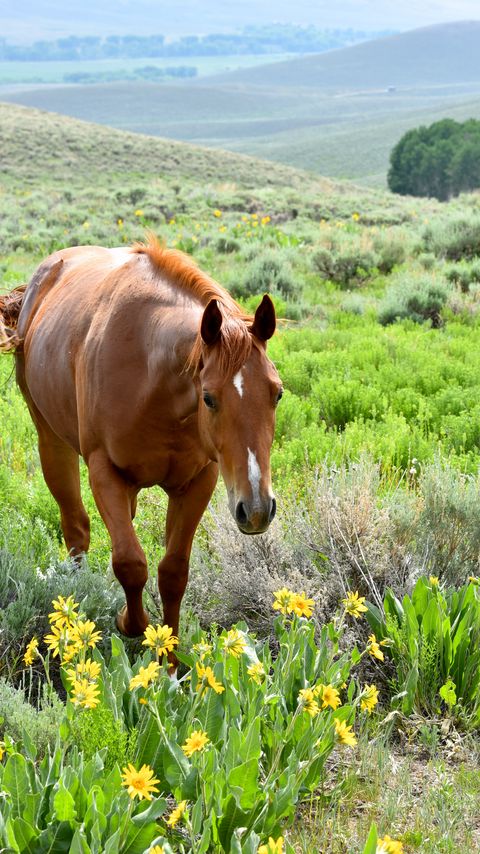 Download wallpaper 2160x3840 horse, animal, flowers, grass, wildlife samsung galaxy s4, s5, note, sony xperia z, z1, z2, z3, htc one, lenovo vibe hd background