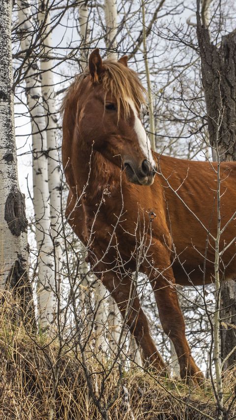 Download wallpaper 2160x3840 horse, animal, trees, grass, wildlife samsung galaxy s4, s5, note, sony xperia z, z1, z2, z3, htc one, lenovo vibe hd background