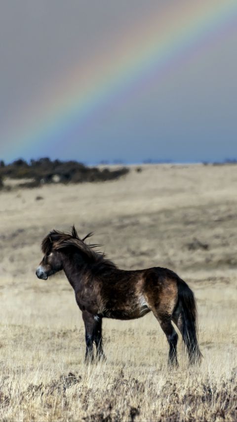 Download wallpaper 2160x3840 horse, cub, animal, field, rainbow samsung galaxy s4, s5, note, sony xperia z, z1, z2, z3, htc one, lenovo vibe hd background