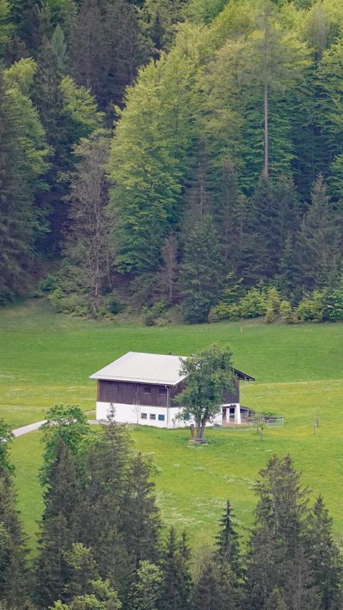 Download wallpaper 2160x3840 house, glade, forest, trees, nature, landscape samsung galaxy s4, s5, note, sony xperia z, z1, z2, z3, htc one, lenovo vibe hd background