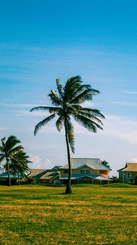 Download wallpaper 2160x3840 houses, palm trees, field, landscape, summer samsung galaxy s4, s5, note, sony xperia z, z1, z2, z3, htc one, lenovo vibe hd background