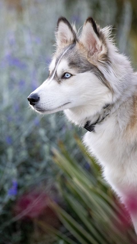 Download wallpaper 2160x3840 husky, glance, dog, animal, pet samsung galaxy s4, s5, note, sony xperia z, z1, z2, z3, htc one, lenovo vibe hd background