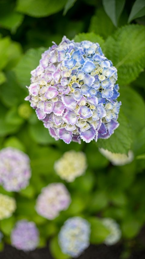 Download wallpaper 2160x3840 hydrangea, flowers, bush, plant, macro samsung galaxy s4, s5, note, sony xperia z, z1, z2, z3, htc one, lenovo vibe hd background