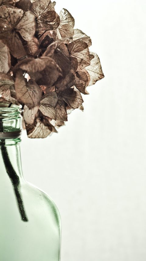 Download wallpaper 2160x3840 hydrangea, flowers, dry, vase, aesthetics samsung galaxy s4, s5, note, sony xperia z, z1, z2, z3, htc one, lenovo vibe hd background