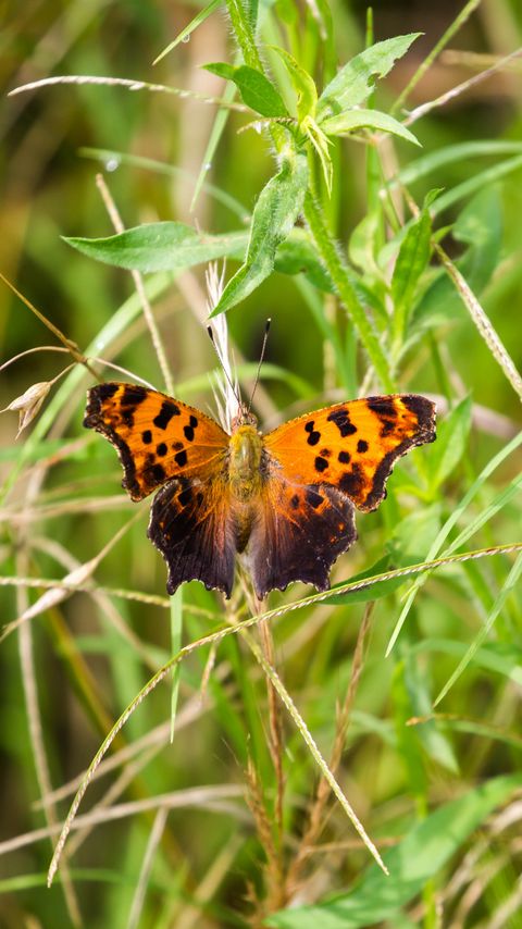 Download wallpaper 2160x3840 insect, butterfly, wings, grass, plants, macro samsung galaxy s4, s5, note, sony xperia z, z1, z2, z3, htc one, lenovo vibe hd background