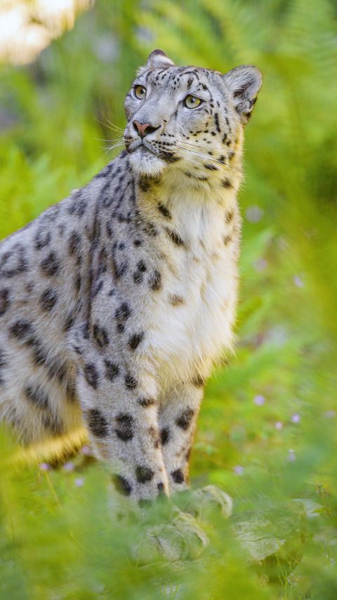 Download wallpaper 2160x3840 irbis, snow leopard, animal, predator, big cat, glance samsung galaxy s4, s5, note, sony xperia z, z1, z2, z3, htc one, lenovo vibe hd background