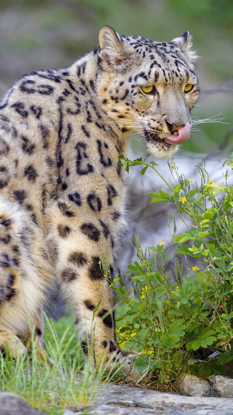 Download wallpaper 2160x3840 irbis, snow leopard, animal, predator, protruding tongue, big cat samsung galaxy s4, s5, note, sony xperia z, z1, z2, z3, htc one, lenovo vibe hd background