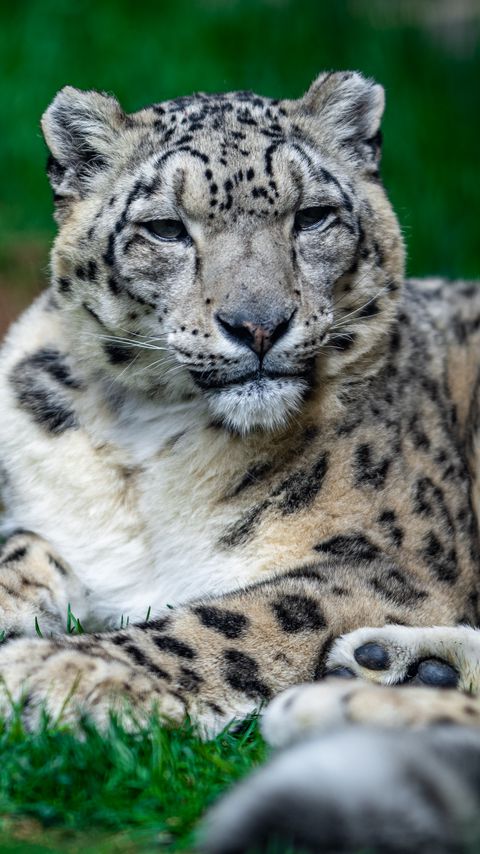 Download wallpaper 2160x3840 irbis, snow leopard, glance, animal, big cat samsung galaxy s4, s5, note, sony xperia z, z1, z2, z3, htc one, lenovo vibe hd background