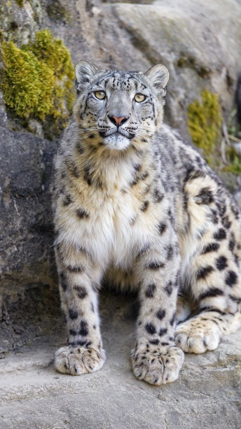 Download wallpaper 2160x3840 irbis, snow leopard, predator, big cat samsung galaxy s4, s5, note, sony xperia z, z1, z2, z3, htc one, lenovo vibe hd background