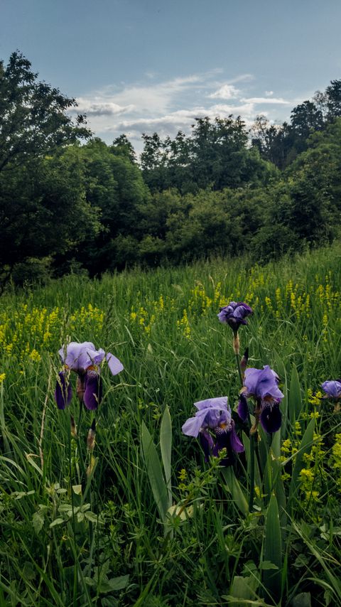 Download wallpaper 2160x3840 irises, flowers, plants, grass, field samsung galaxy s4, s5, note, sony xperia z, z1, z2, z3, htc one, lenovo vibe hd background