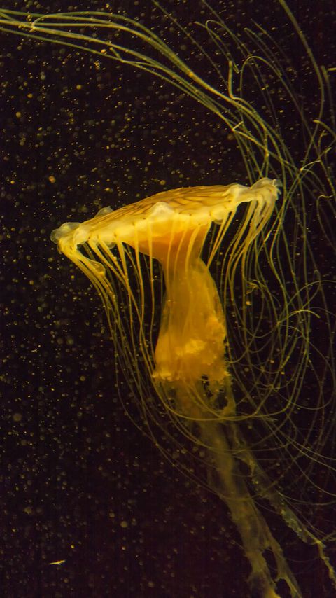 Download wallpaper 2160x3840 jellyfish, water, underwater, macro, yellow samsung galaxy s4, s5, note, sony xperia z, z1, z2, z3, htc one, lenovo vibe hd background