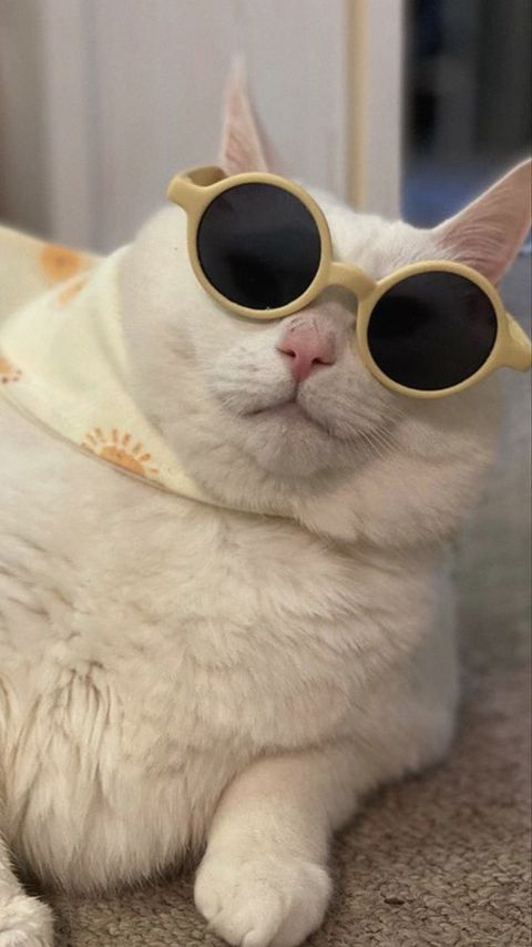 Download wallpaper 2160x3840 king duncan, fat cat, cat, sunglasses, funny samsung galaxy s4, s5, note, sony xperia z, z1, z2, z3, htc one, lenovo vibe hd background